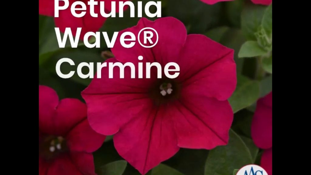 Fabulous Wave® Petunia in Carmine Velour