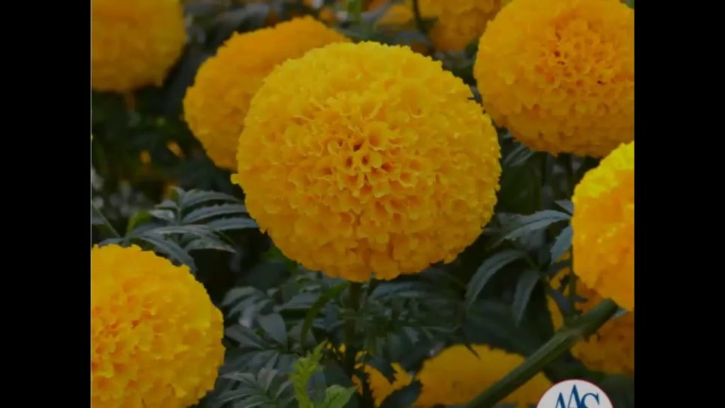All-America Selections Flowers & Vegetables: Large Marigold Garuda in Deep Gold Large Marigold Garuda in Deep Gold
