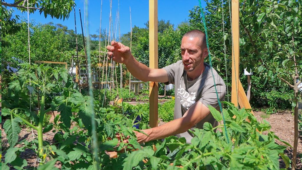 James Prigioni: This Technique of Tying Up Tomatoes Will Change Your Life This Technique of Tying Up Tomatoes Will Change Your Life