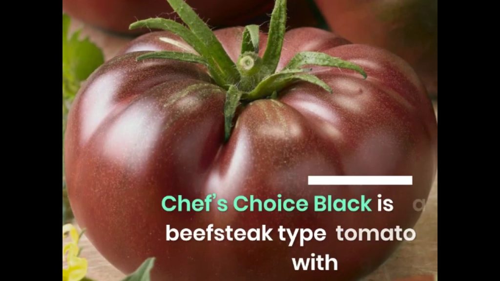 Beefsteak Tomato Chef s Choice Black