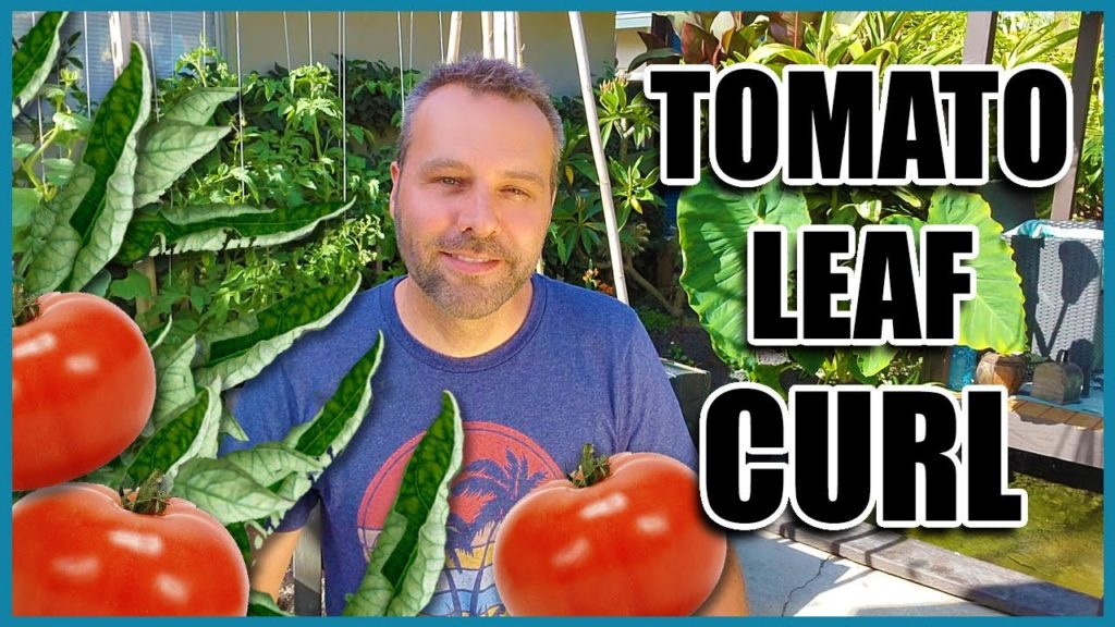 California Garden TV: TOMATO LEAF CURL – 3 Causes and What to Do When Your Tomato Leaves are Curling Up. TOMATO LEAF CURL - 3 Causes and What to Do When Your Tomato Leaves are Curling Up.