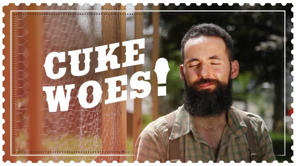 Siloé Oliveira: Trouble Growing Cucumber. Why I Failed this Time. Trouble Growing Cucumber. Why I Failed this Time.