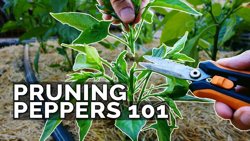 Epic Gardening: Pruning Pepper Plants 101: Is It Even Necessary? Pruning Pepper Plants 101: Is It Even Necessary?