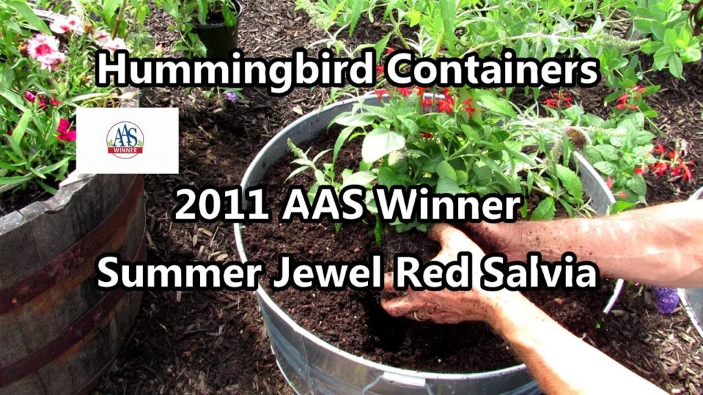 Creating a Hummingbird  & Pollinator Container for Your Garden:  2010 AAS Winner Summer Jewel Red
