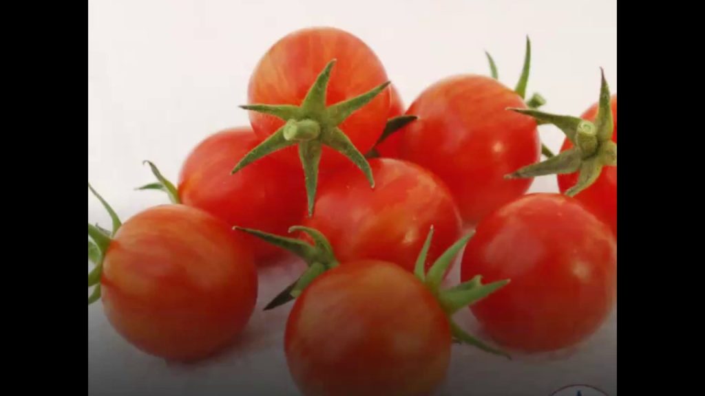 All-America Selections Flowers & Vegetables: Cherry Tomato Sparky – X-Tended Shelf Life Cherry Tomato Sparky - X-Tended Shelf Life
