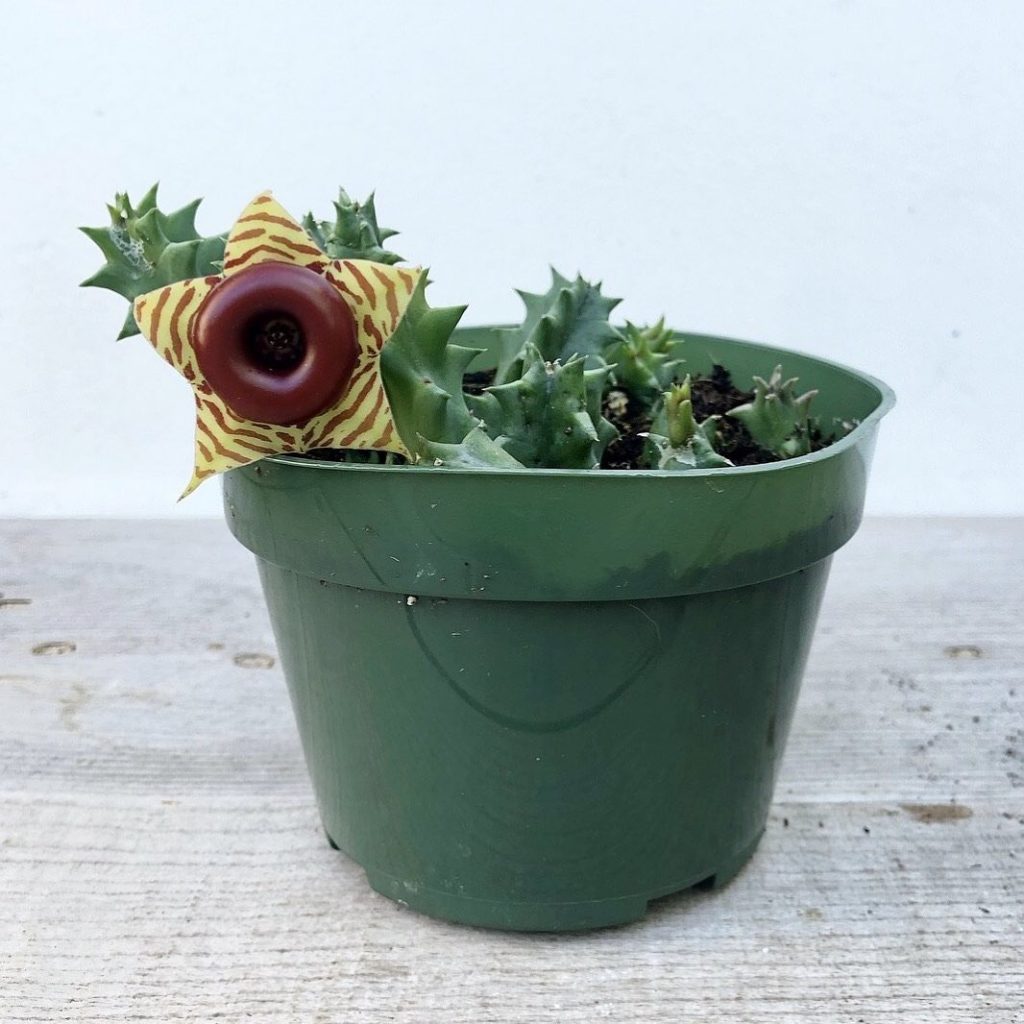 Life Saver Cactus is back in stock and on sale!...