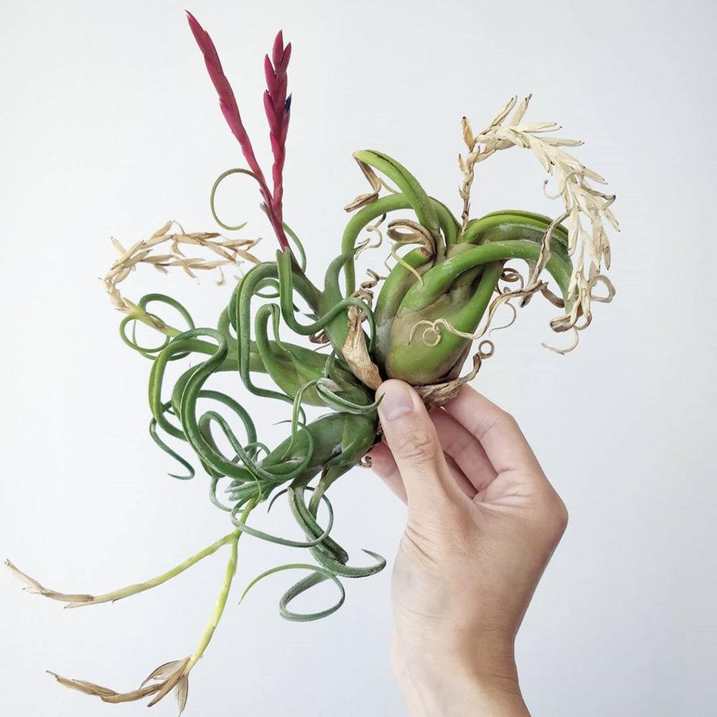 Excited for the 4th generation flower spike to begin blooming. 2️⃣...