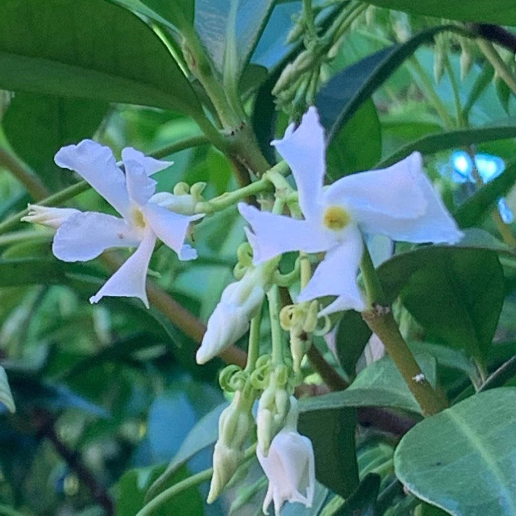 kategouldgardens: Morning light filtering it’s way through the plants. I can take or leave the mi… Morning light filtering it’s way through the plants. I can take or leave the mi...