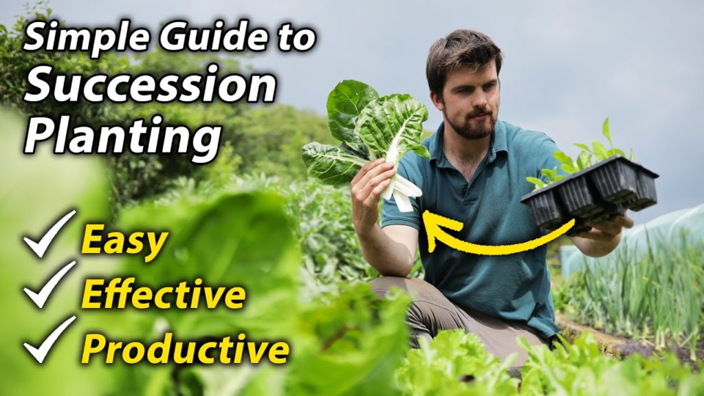 Huw Richards: Succession Planting | Amazing Way to Extend Your Cropping and Increases Your Garden's Productivity Succession Planting | Amazing Way to Extend Your Cropping and Increases Your Garden's Productivity