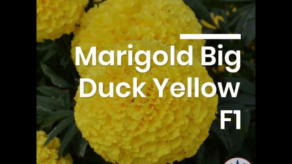 Marigold Big Duck Yellow - Double Blooms