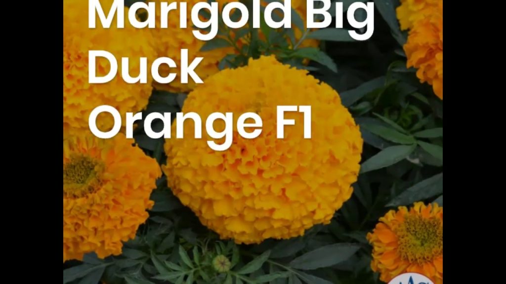 Large Marigold Big Duck Orange