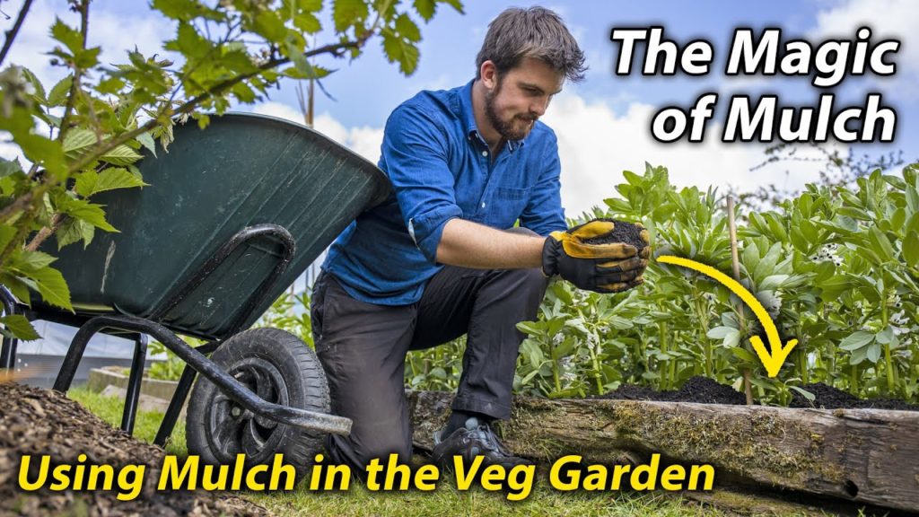 How I Use Mulch in the Veg Garden to Build Healthy Soil and Grow Healtheir Vegetables