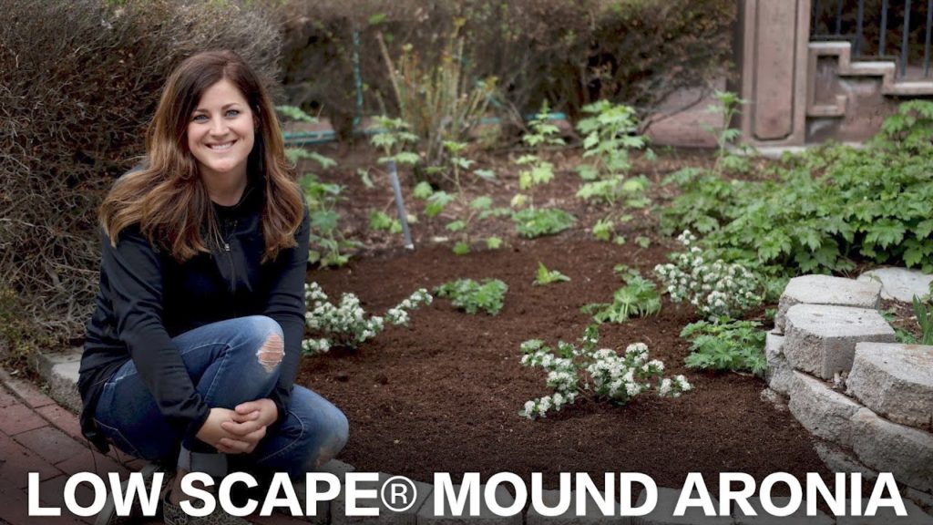 Low Scape Mound Aronia // Garden Answer