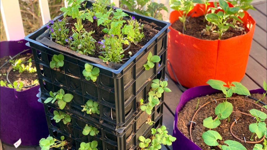 🍅LIVE: Tips for Growing In Towers & Giveaway Drawing (REPLAY)