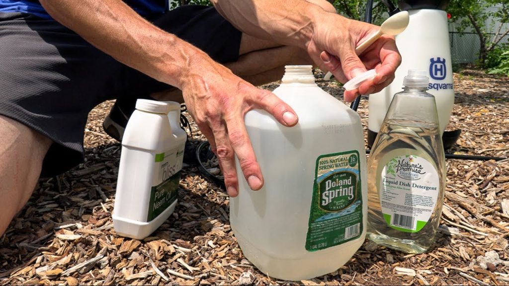 How to Control Pests in your Garden, 3 Organic Sprays I’m USING This Year