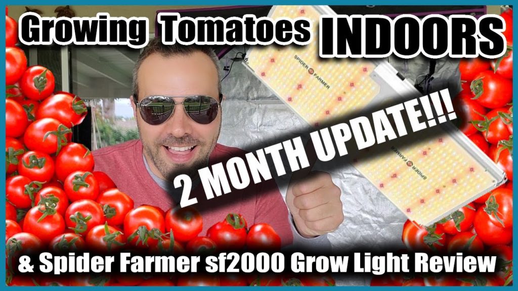 California Garden TV: 2 MONTH UPDATE Spider Farmers SF 2000 Grow Light and Grow Tent. 2 MONTH UPDATE Spider Farmers SF 2000 Grow Light and Grow Tent.