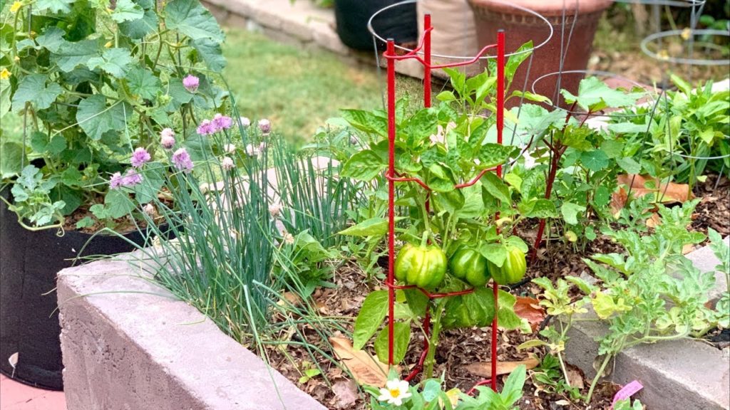 CaliKim: π
LIVE: 3 Mistakes NOT to Make in Your Summer Vegetable Garden, Q & A (REPLAY) π
LIVE: 3 Mistakes NOT to Make in Your Summer Vegetable Garden, Q & A (REPLAY)