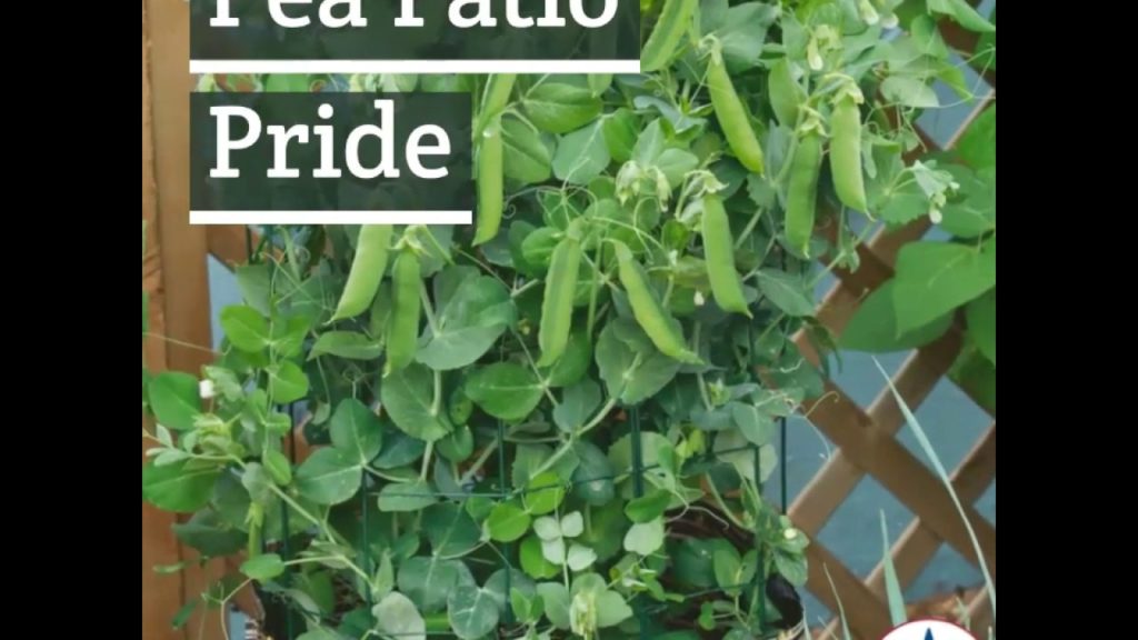 Pea  - Patio Pride