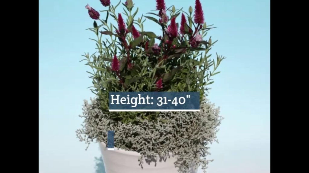 Celosia Bright Pink Asian Garden