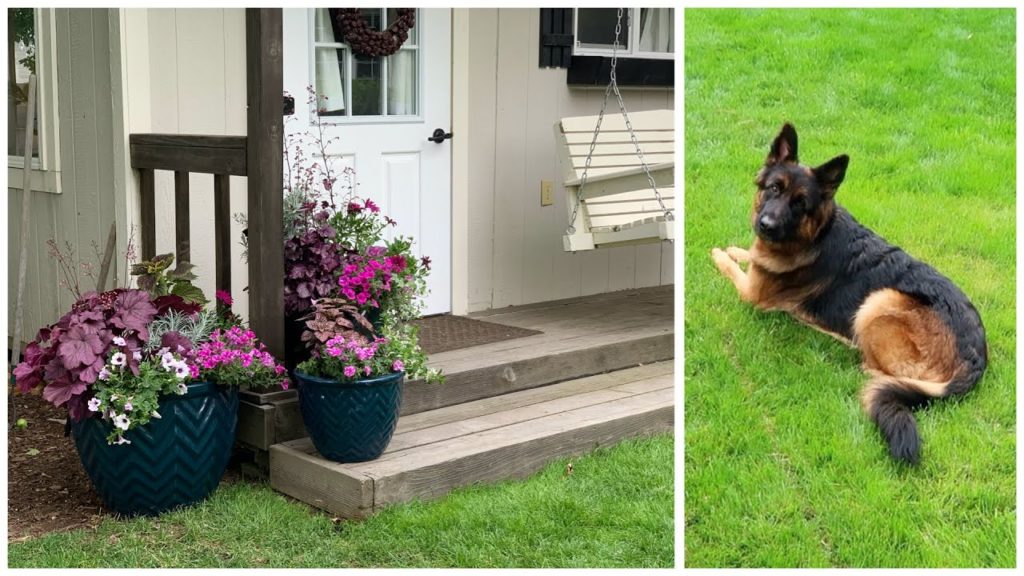 Planting a Trio of Containers & a Visit with Mollie! 🥰🌿🐶// Garden Answer