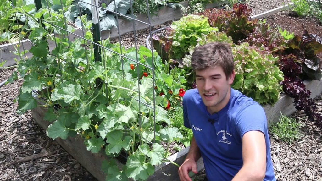 MIgardener: How to Trellis Vining Plants That Are Just Plain STUBBORN! How to Trellis Vining Plants That Are Just Plain STUBBORN!