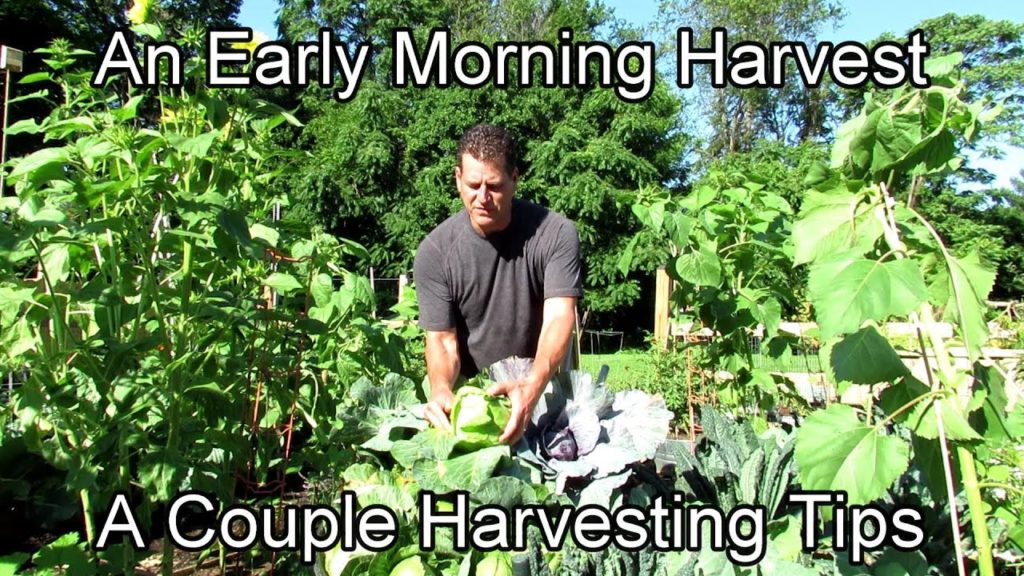 A Couple Harvesting Tips: An Early Morning Harvest at The Rusted Garden Homestead 4 Friends & Family