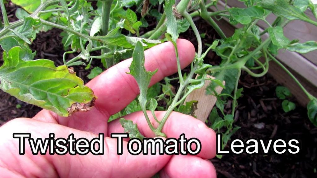 Gary Pilarchik: What Are Those Twisted,Tiny, Distorted Tomato Leaves on My Plant & What Can I Do? What Are Those Twisted,Tiny, Distorted Tomato Leaves on My Plant & What Can I Do?