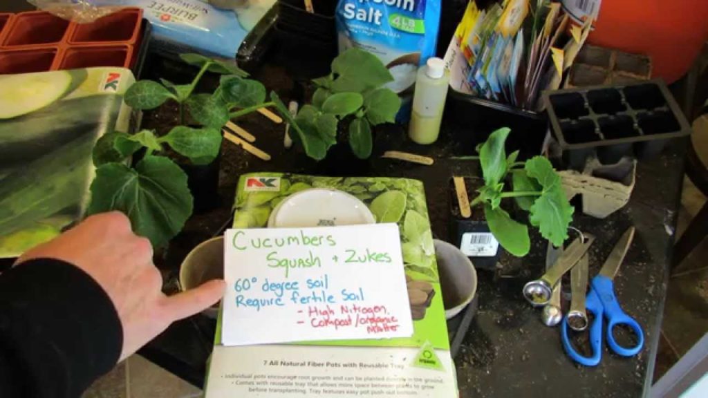 Basics For Seed Starting Cucumbers, Zucchini & Squash: Heavy Feeders & Heat Lovers - TRG 2015