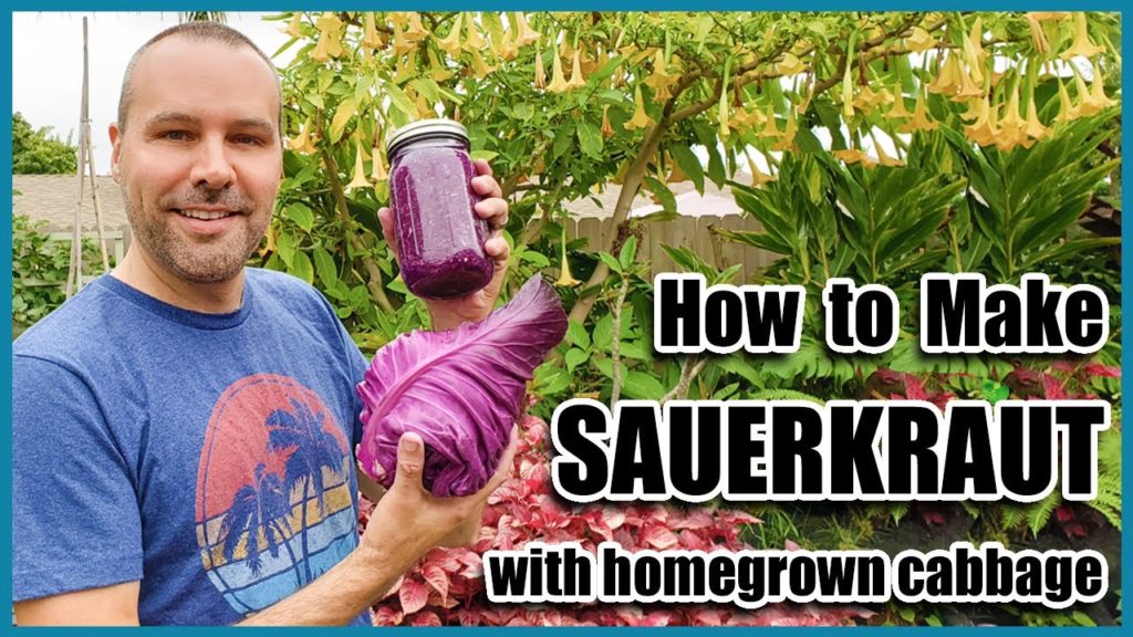 How to Make Sauerkraut (from Homegrown Cabbage). Garden to Table Sauerkraut Recipe.