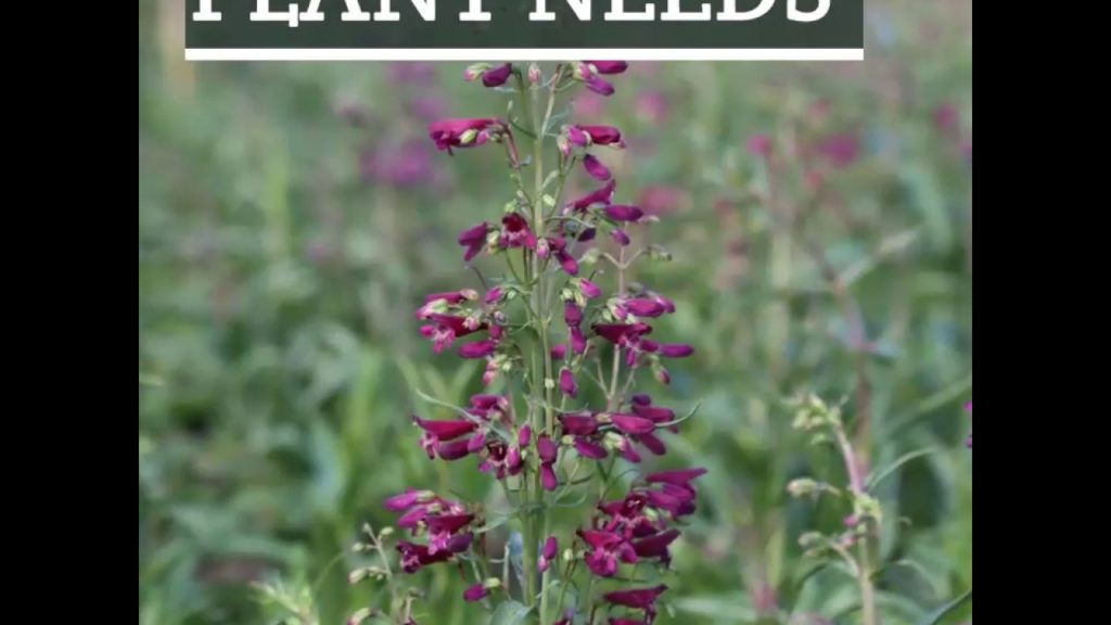 Penstemon Twizzle Purple