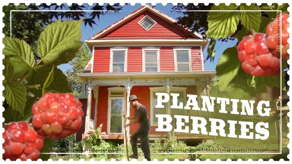 Siloé Oliveira: Planting Kiwi and Thornless Raspberry – The Benefits of Perennial Berries Planting Kiwi and Thornless Raspberry - The Benefits of Perennial Berries