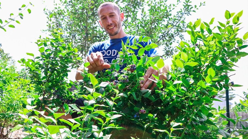 James Prigioni: 3 Easy and Fast Growing Fruits You’ll Wish You Planted Sooner 3 Easy and Fast Growing Fruits You’ll Wish You Planted Sooner