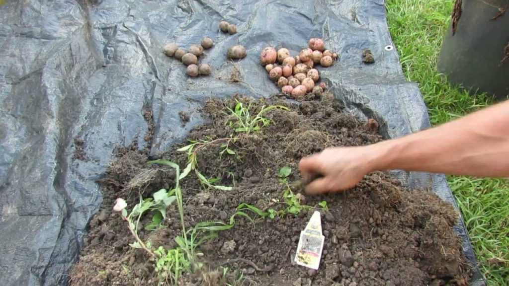 Potato Harvest From 3 Gallon Containers: Baby Blue & Red Potatoes - The Rusted Garden 2013