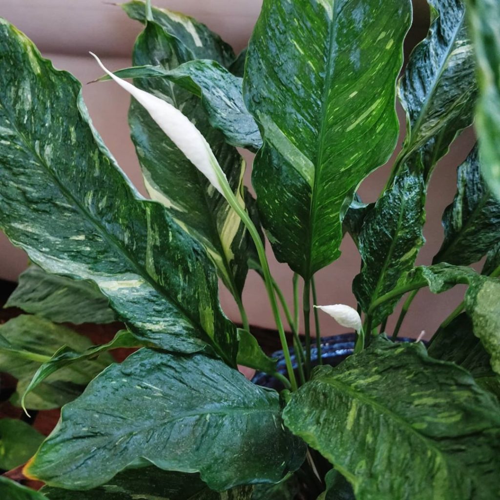 Excited for new Peace Lily 'Domino' flowers.
-
2️⃣ What's wrong he...