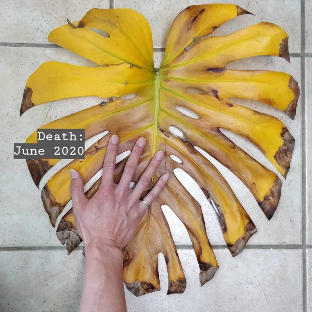 Another leaf to thank for its years of contribution to photosynthesis and transp...