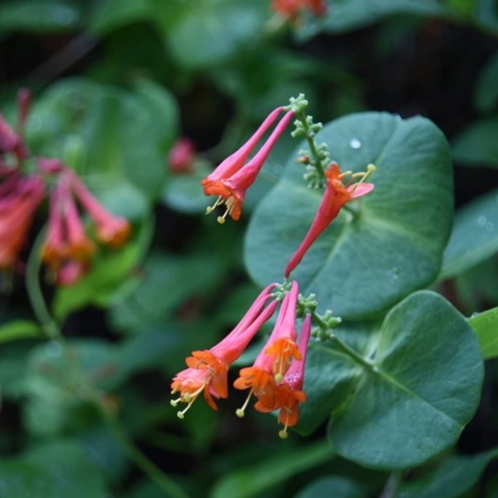 gardendesignmag: “If I were to have only one trellis, I’d probably plant a honeysuckle,” says Fer… “If I were to have only one trellis, I’d probably plant a honeysuckle,” says Fer...