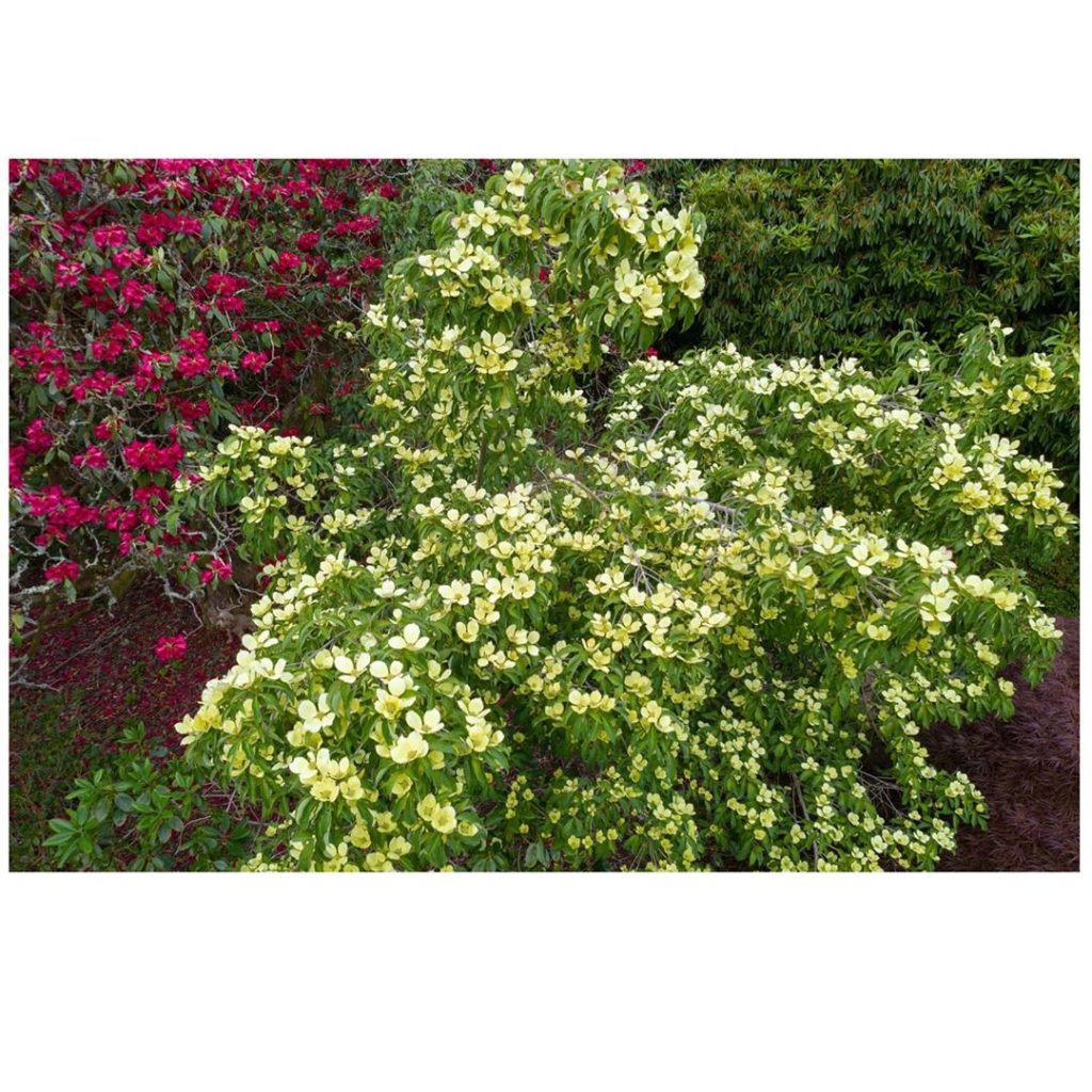 Did you spot her before?... #WheresWillow #Wednesday......