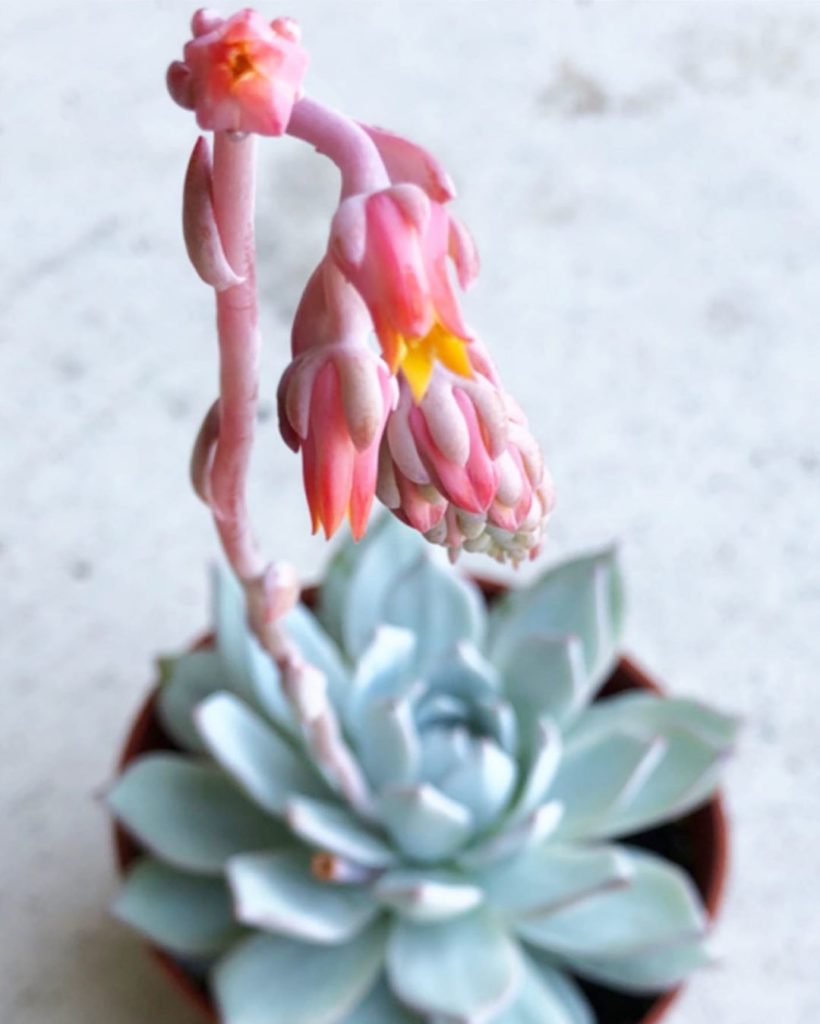 “One day you will look back and see that all along you were blooming.” This is ...