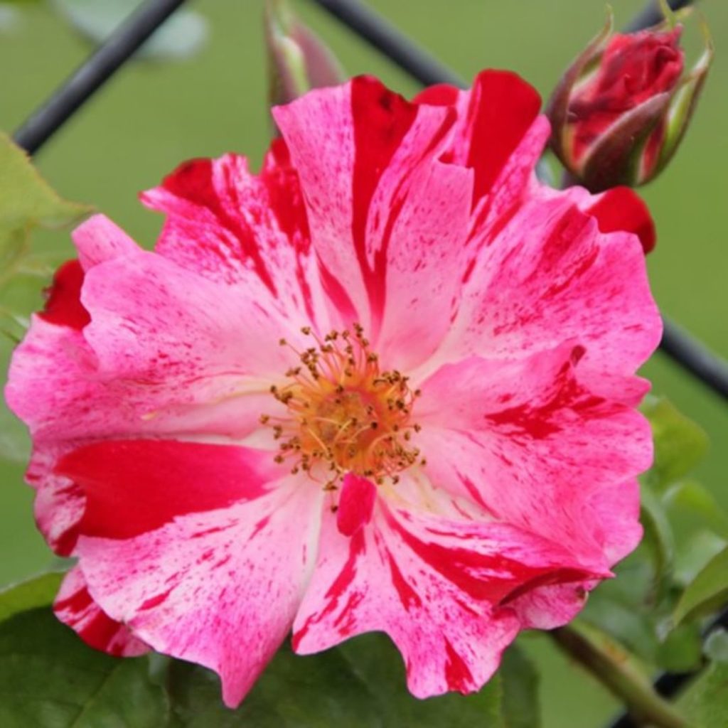 gardendesignmag: ‘Fourth of July’ climbing roses are blooming now!
.
Zones 6-9
Full sun
Blooms ea… 'Fourth of July' climbing roses are blooming now!
.
Zones 6-9
Full sun
Blooms ea...