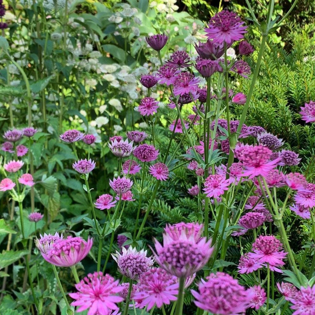 Masterwort, Hattie’s pincushion, Melancholy gentleman. Astrantia have many commo...