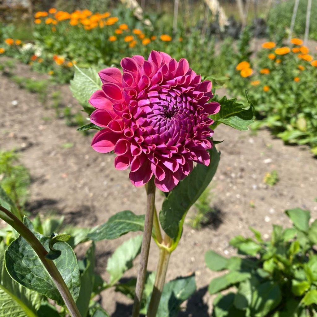 ‘Jowey Winnie’ - looks better than it sounds #1stdahlia #justopening #homegrown ...