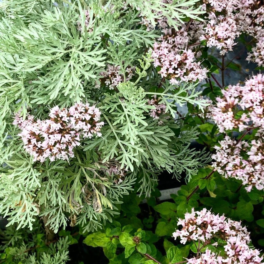 Close up planting detail in South Kensington. Artemisia‘Powis Castle’ and origan...