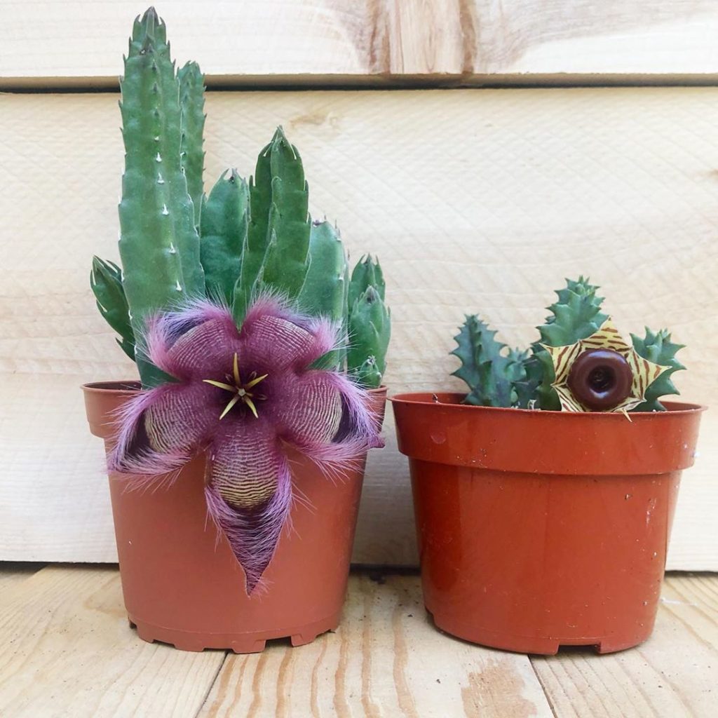 Starflower & Lifesaver cacti in bloom....