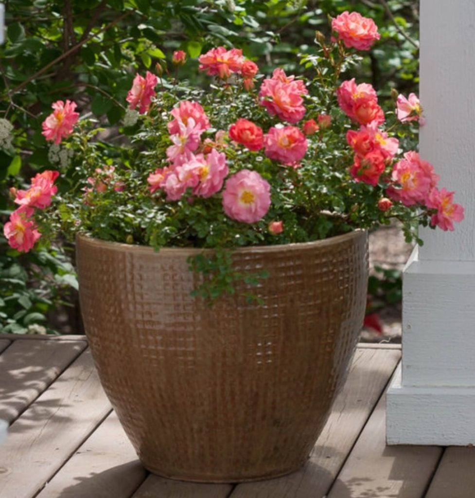 gardendesignmag: How are your roses doing?
.
Powdery mildew typically appears during the summer, … How are your roses doing?
.
Powdery mildew typically appears during the summer, ...