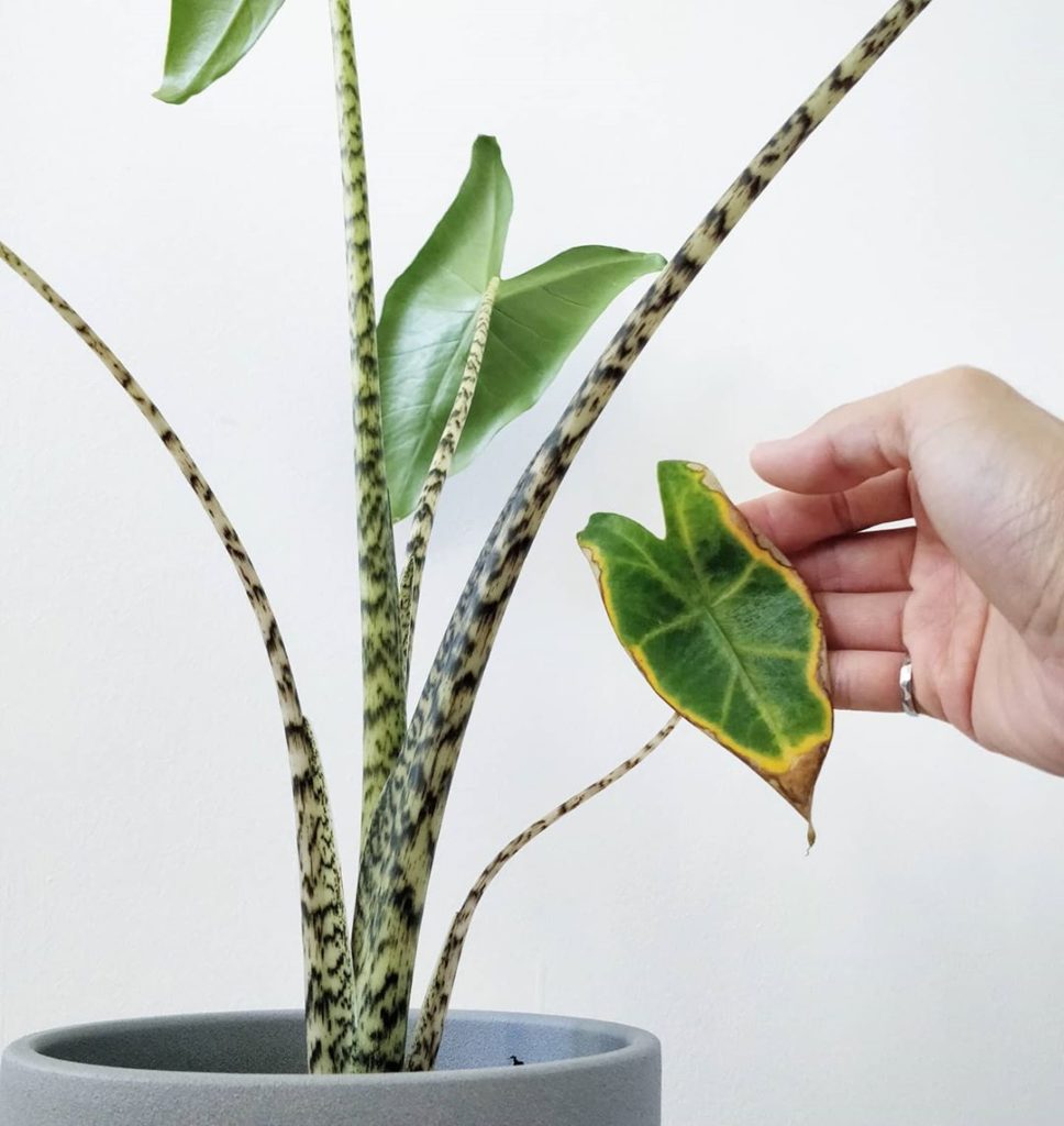 Alocasia zebrina: a plant whose stems outshine its leaves.
-
Deeper thoughts: wh...