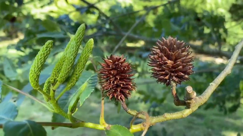 #Friday #fun #facts : the joy of Platycarya strobilacea - we saw the amazing new...