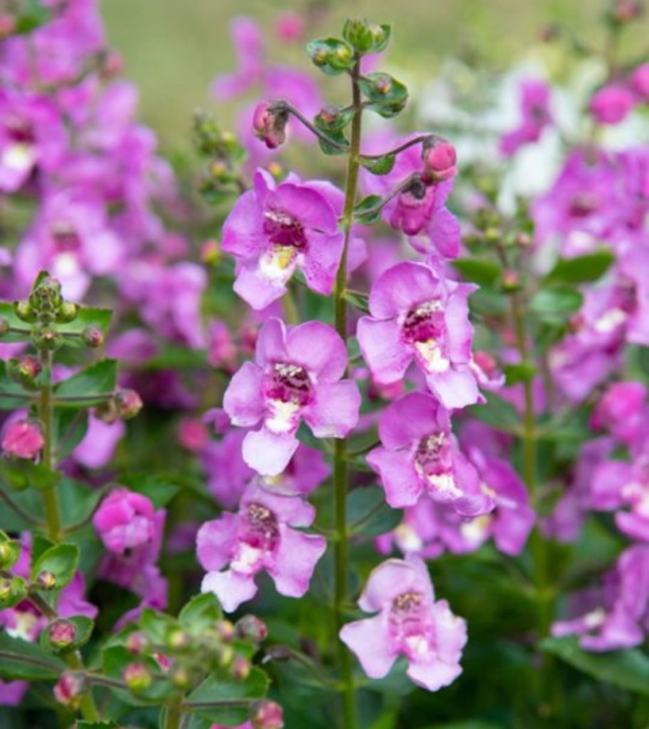 Need a plant that can thrive in the summer heat? Meet angelonia!
Also known as s...