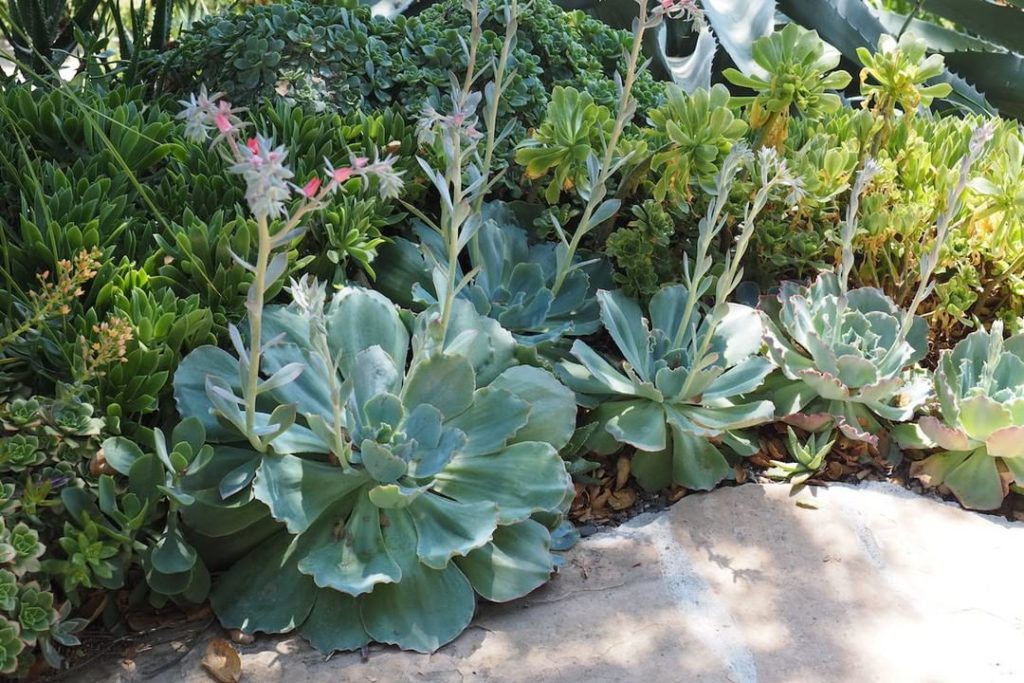 gardendesignmag: Can you tell if these succulents are healthy or not?
.
Get tips for keeping your… Can you tell if these succulents are healthy or not?
.
Get tips for keeping your...