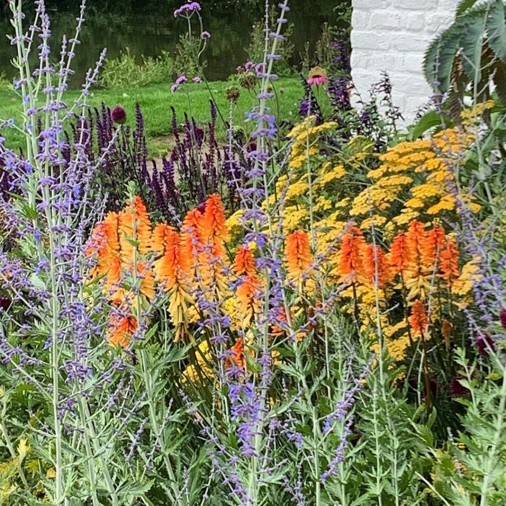 For those of you who are ‘colour phobic’ look away now. Kniphofia through a haze...