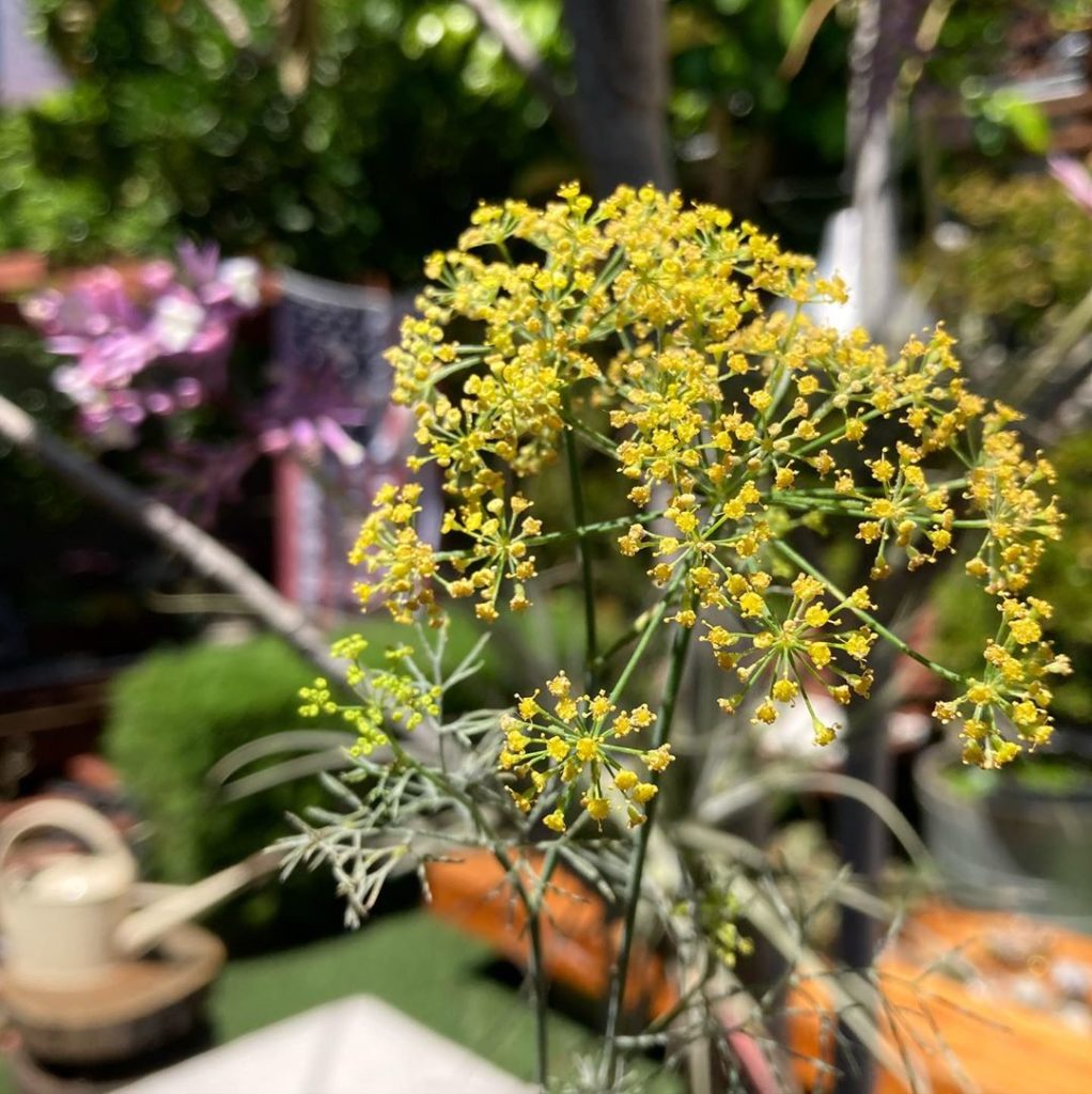 Hope you are enjoying some firework-blooms in your garden or safe space this wee...